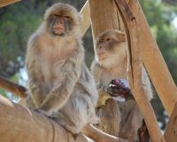 בפארק הקופים- הפנינג עם להקת אפריקנה והכנת שבשבות רוח צבעוניות